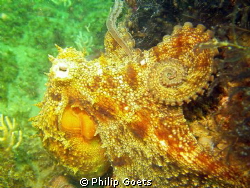 Common Octopus - Angies Reef, Mossel Bay by Philip Goets 